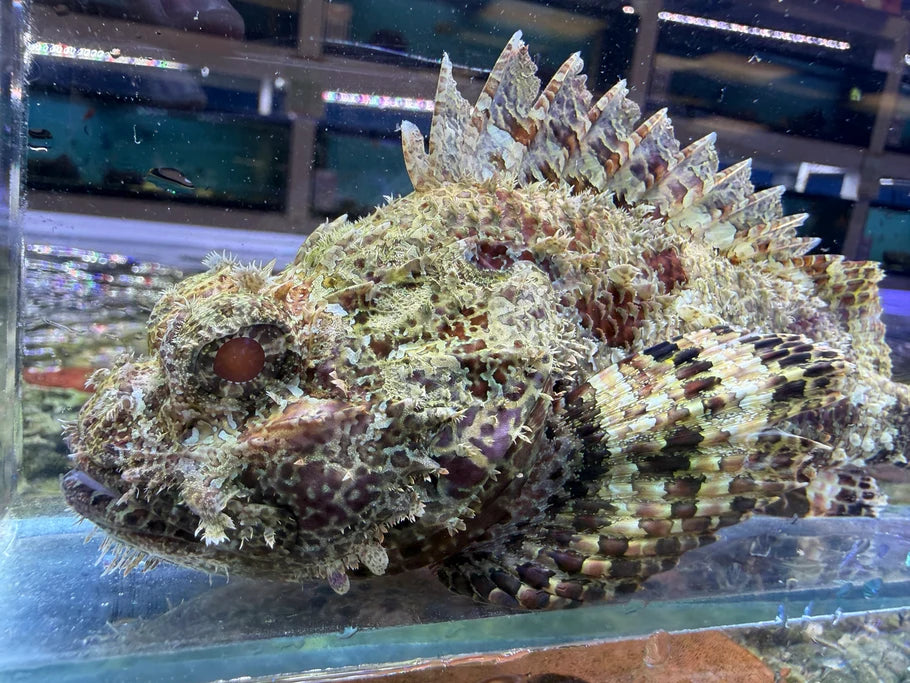 Red Scorpionfish Scorpaena scrofa