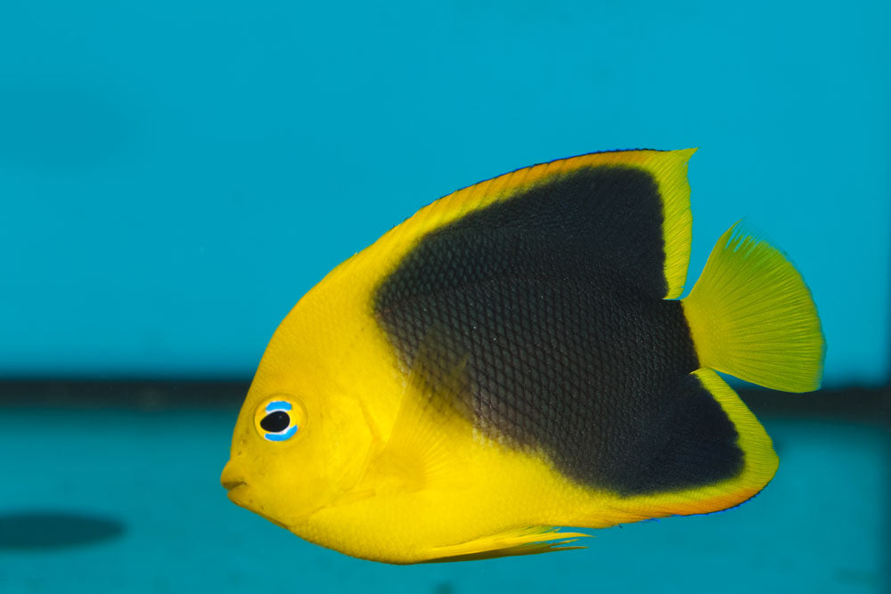 Rock Beauty Angelfish