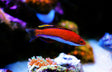 Ruby Finned Fairy Wrasse