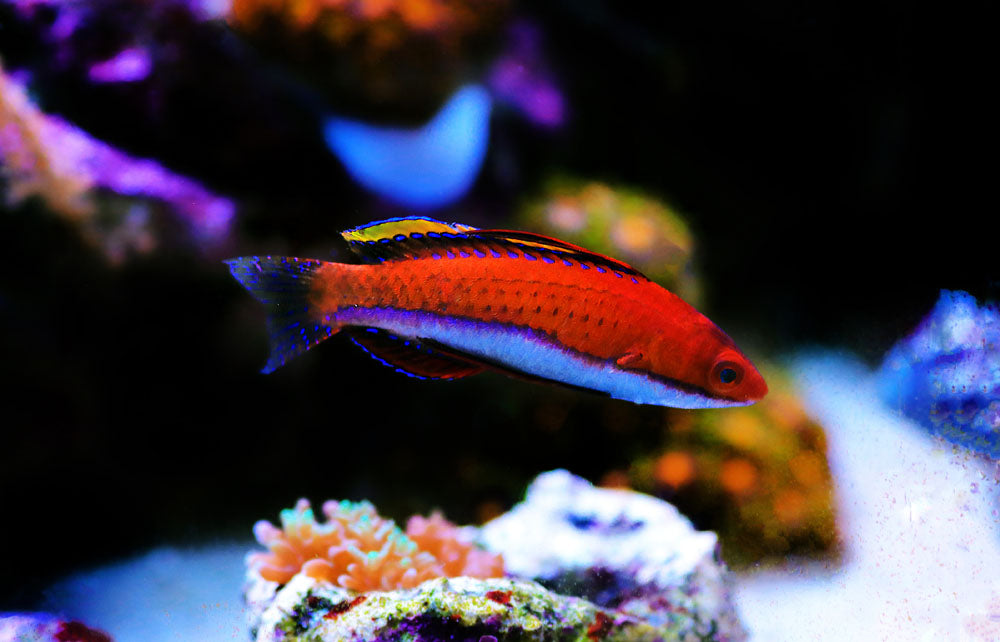 Ruby Finned Fairy Wrasse