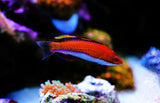 Ruby Finned Fairy Wrasse