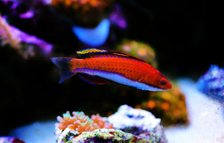 Ruby Finned Fairy Wrasse