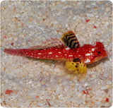 Ruby Red Dragonet