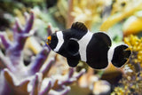 Saddleback Clownfish