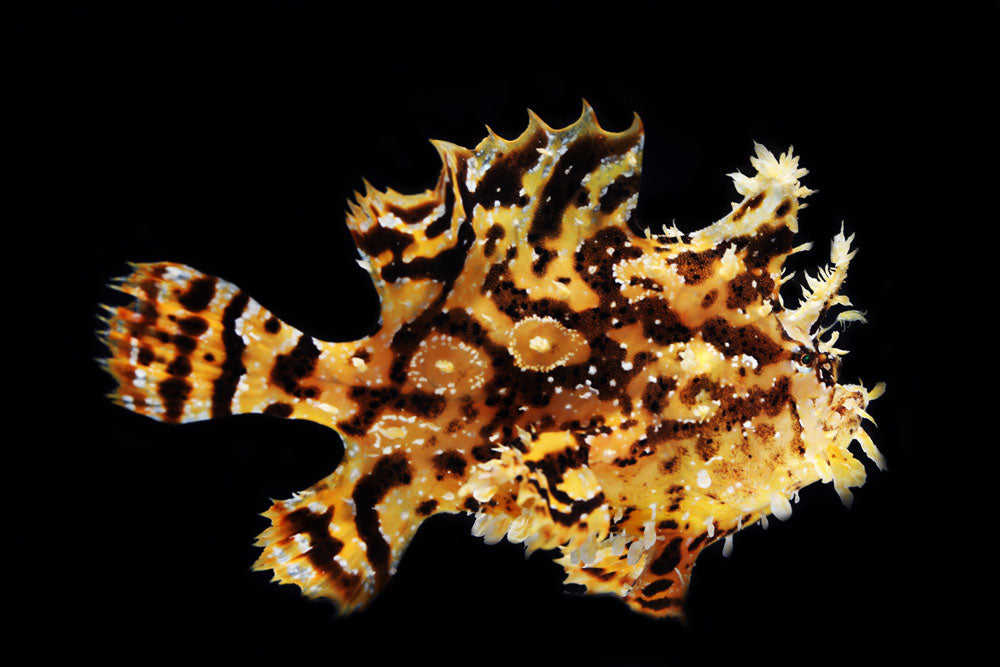 Sargassum Frogfish