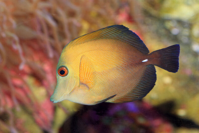 Scopas Tang – Zebrasoma scopas