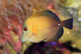 Scopas Tang Fish