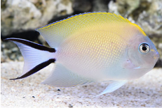 Swallowtail Angelfish-female