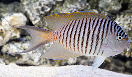 Swallowtail Angelfish-male
