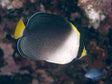 Singapore Angelfish