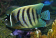 Six Bar Angelfish