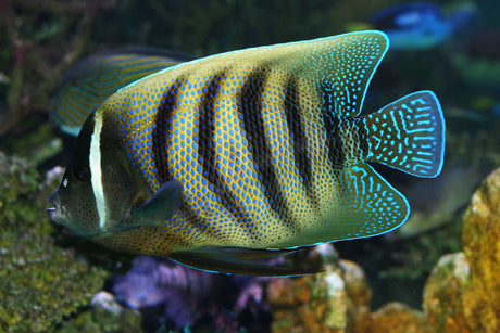 Six Bar Angelfish