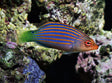 Sixline Wrasse