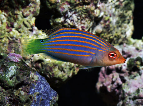 Sixline Wrasse