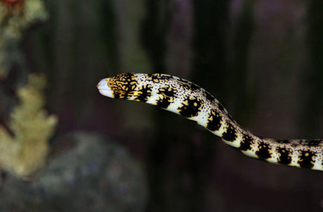 Snowflake Eel Fish