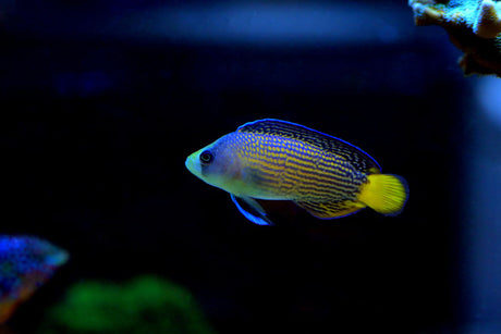 Splendid Dottyback Fish