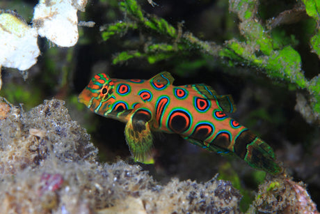 Spotted Mandarin Fish