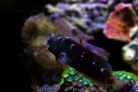 Starry Blenny Fish