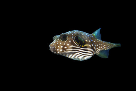 Stars and Stripes Puffer Fish