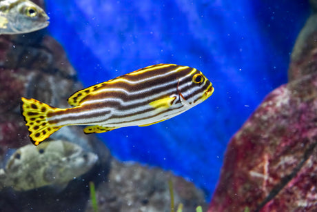 Striped Sweetlips Fish