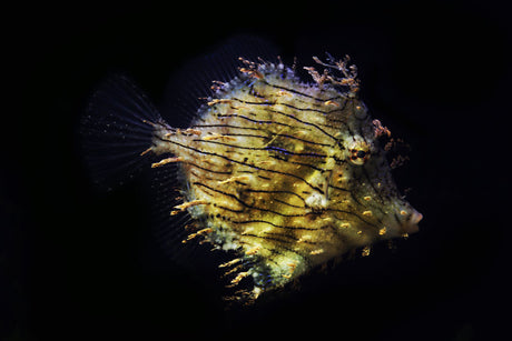 Tassle Filefish