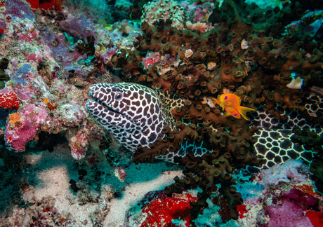 Tesselata Eel