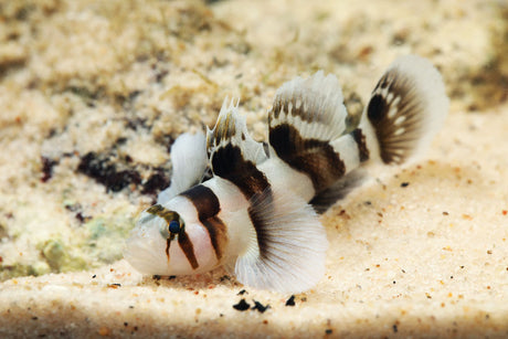 Tiger Goby Fish