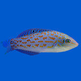 Timor Wrasse