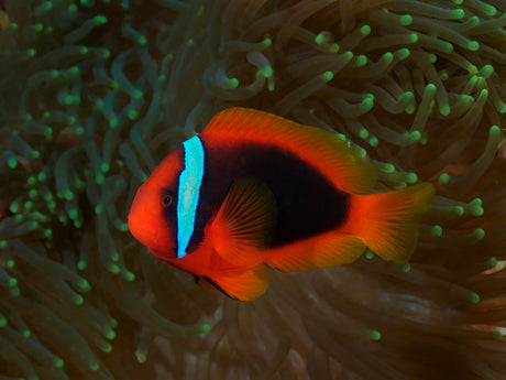Tomato Clownfish