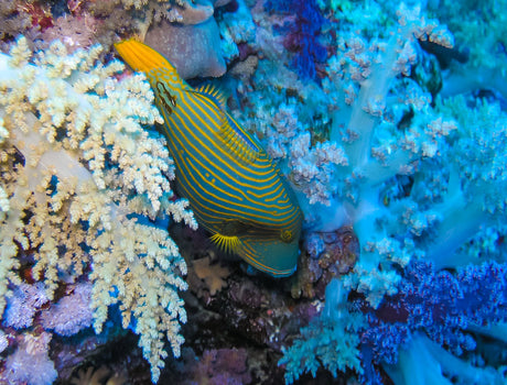Undulated Triggerfish