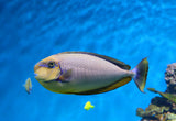 Vlamingii Tang Fish