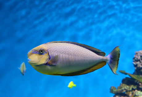 Vlamingii Tang Fish