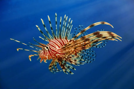 Volitan Lionfish