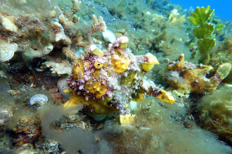 Wartskin Frogfish