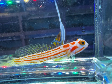 Yasha Goby Fish