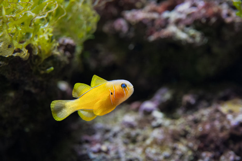 Yellow Clown Goby Fish