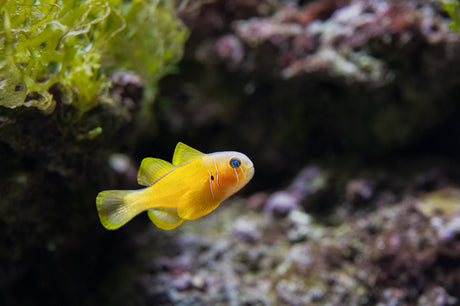 Yellow Clown Goby Fish