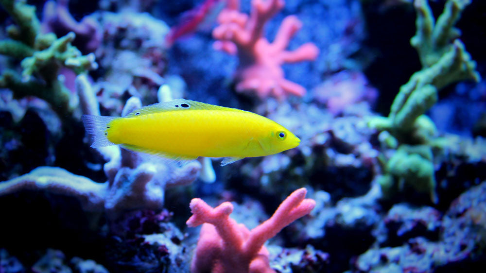 Yellow Coris Wrasse