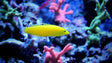 Yellow Coris Wrasse