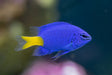 Yellow Tail Damsel Fish