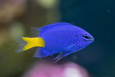 Yellow Tail Damsel Fish