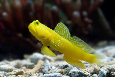 Yellow Watchman Goby Fish
