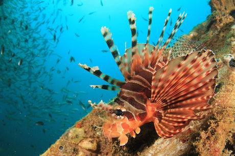 Zebra Dwarf Lionfish