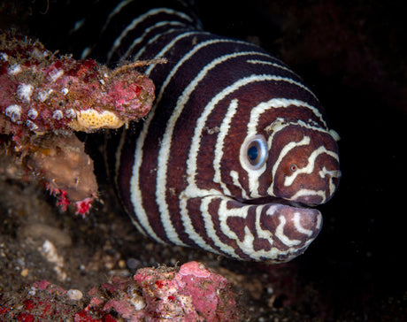 Zebra Eel
