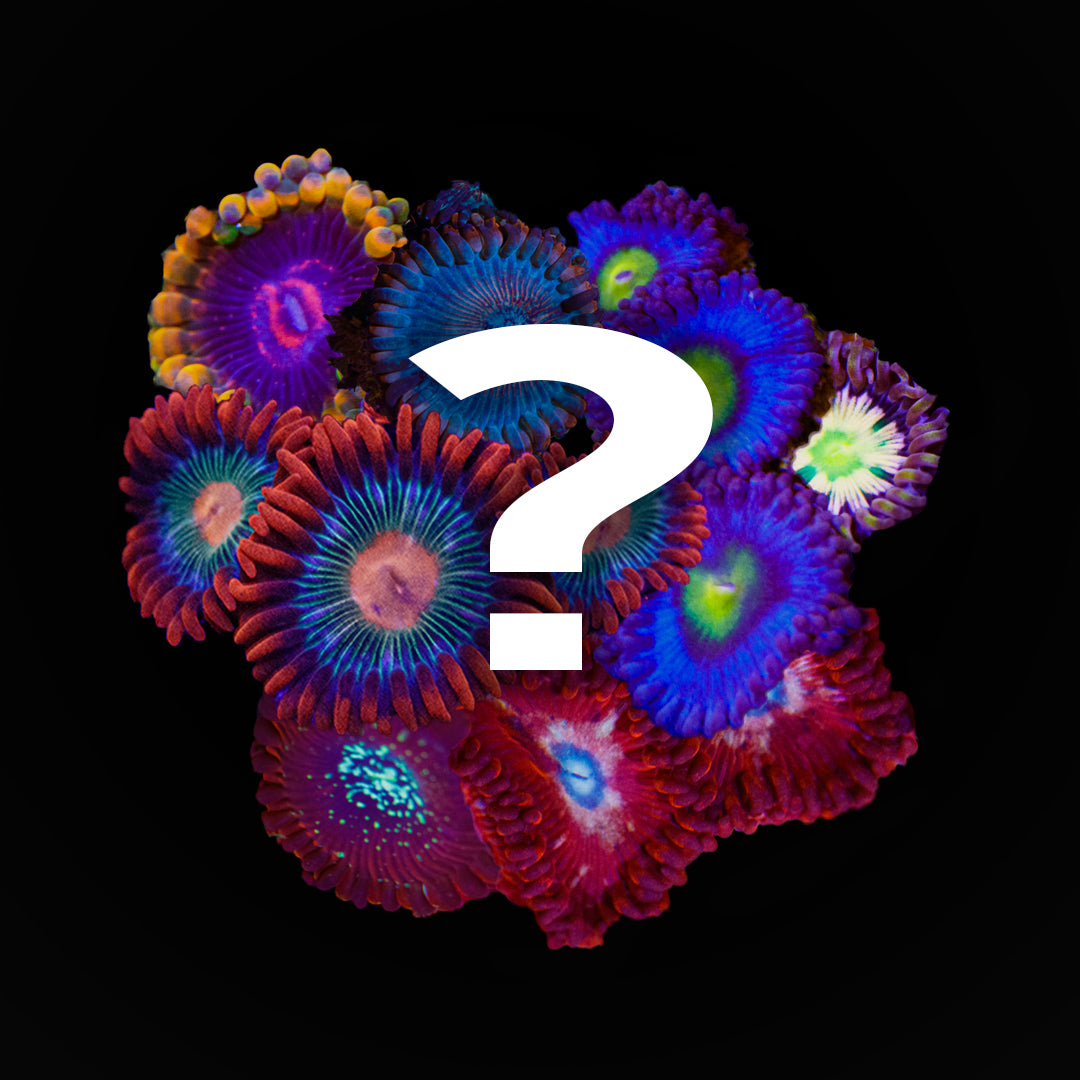 Zoanthid Mystery Box 4 Pack