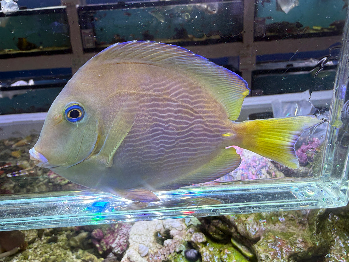 Atlantic Blue Tang