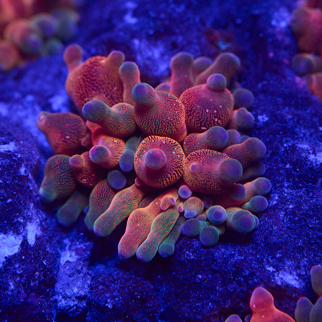 Rainbow Bubble Tip Anemone