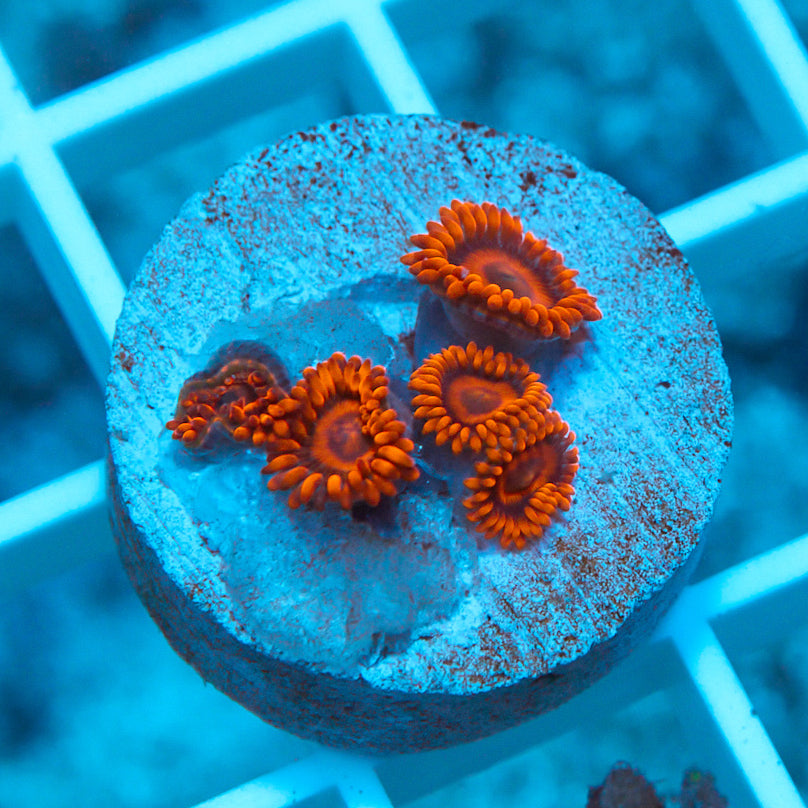 Brilliant Orange Oxides Zoanthid Coral