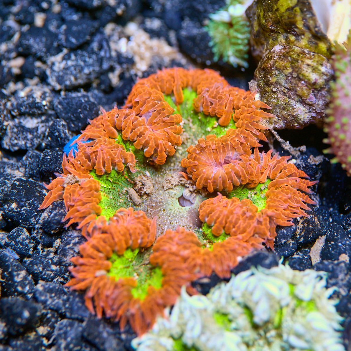 Rock Flower Anemone