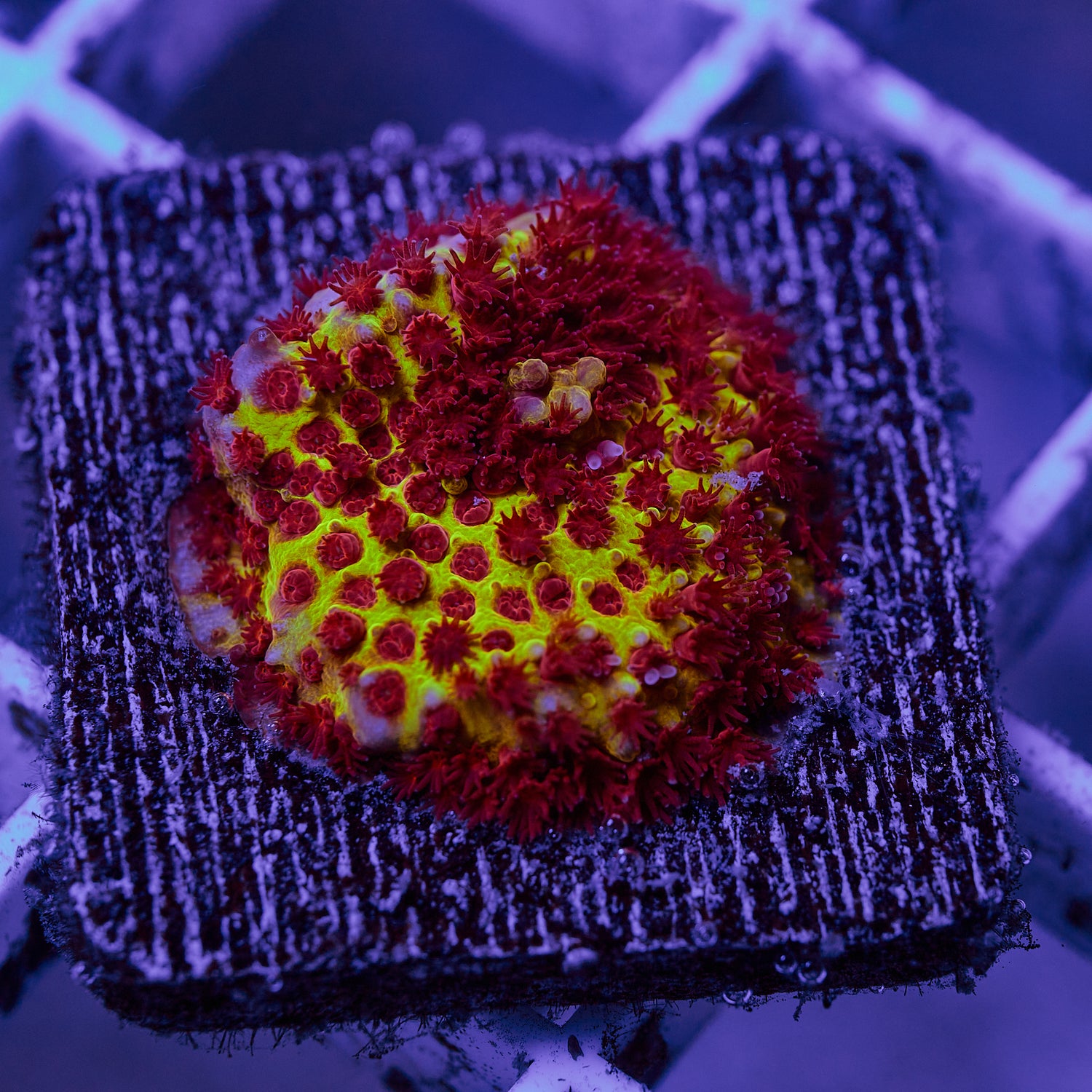 Burning Banana Stylocoeniella